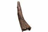 Fossil Triceratops Brow Horn - Montana #206508-2